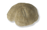 F 20184
<br/>
<br/>
<em></em>